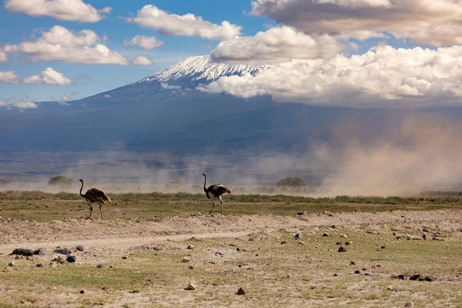 muungano-wild-park-safari-kilimanjaro-ostrich