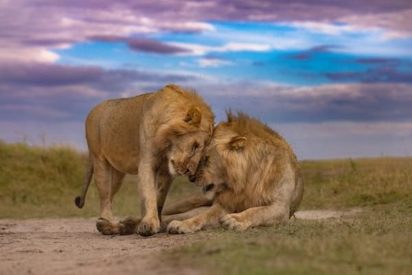 muungani-wild-park-safari (7)